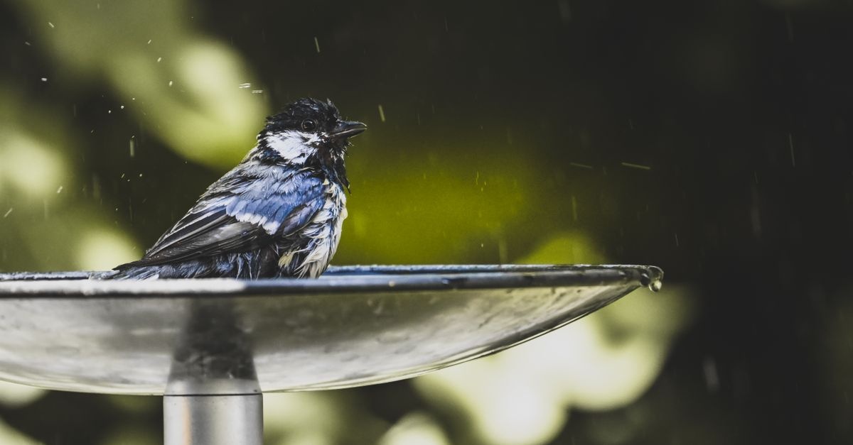 Frisches Wasser, glückliche Vögel: So bleibt deine Vogeltränke sauber