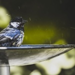 Frisches Wasser, glückliche Vögel: So bleibt deine Vogeltränke sauber