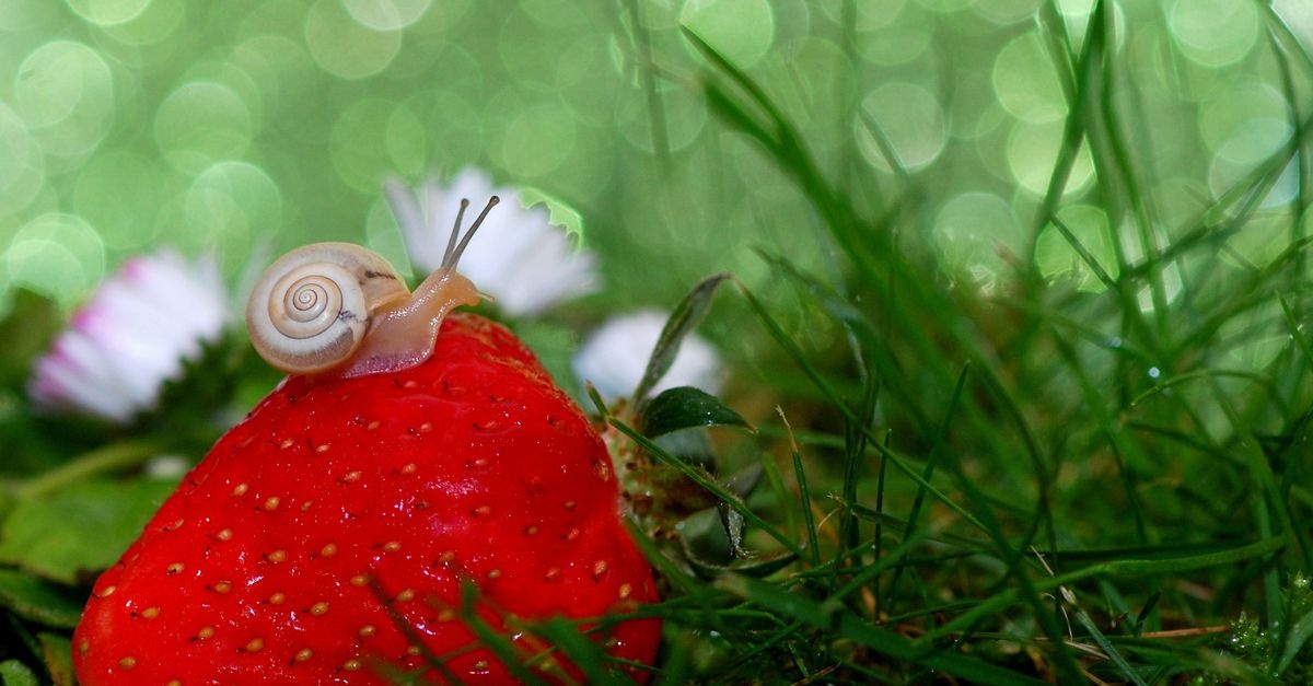 Erdbeeren vor Schnecken schützen: Die besten natürlichen Tipps für eine reiche Ernte