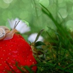 Erdbeeren vor Schnecken schützen: Die besten natürlichen Tipps für eine reiche Ernte