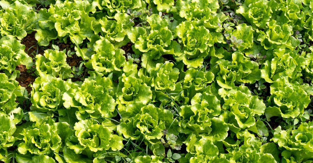 Gemüsebeet ohne Umgraben: So gelingt dir eine ertragreiche Ernte mit weniger Arbeit