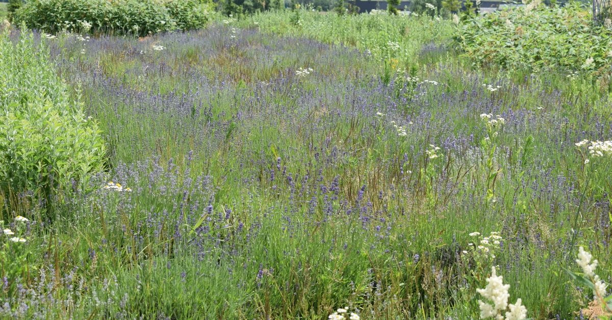 Stauden harmonisch kombinieren: So gelingt ein blühendes Gartenparadies