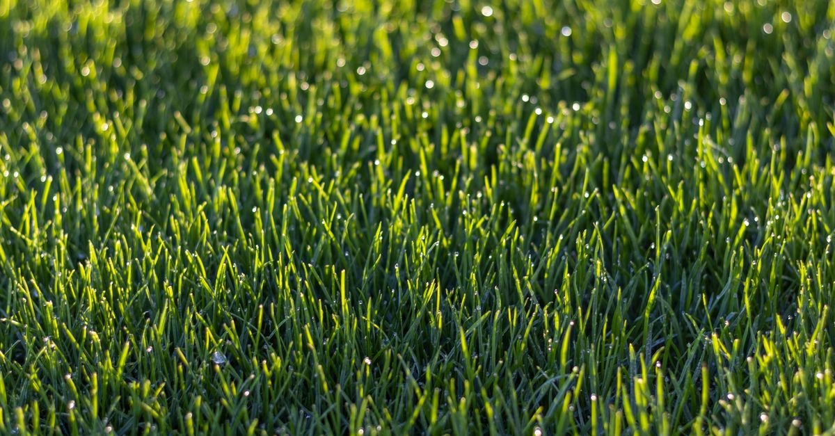 Rasensamen gleichmäßig verteilen: So gelingt Ihnen ein dichter, sattgrüner Rasen