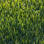 Rasensamen gleichmäßig verteilen: So gelingt Ihnen ein dichter, sattgrüner Rasen
