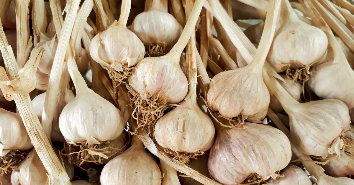 Knoblauch richtig pflanzen: So gelingt dir eine reiche Ernte im eigenen Garten