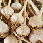 Knoblauch richtig pflanzen: So gelingt dir eine reiche Ernte im eigenen Garten