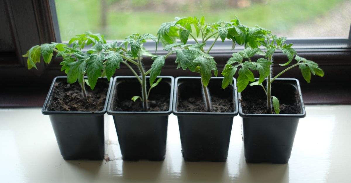 Gemüsepflanzen richtig auspflanzen: So gedeihen Tomaten, Salat & Co. prächtig