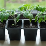 Gemüsepflanzen richtig auspflanzen: So gedeihen Tomaten, Salat & Co. prächtig