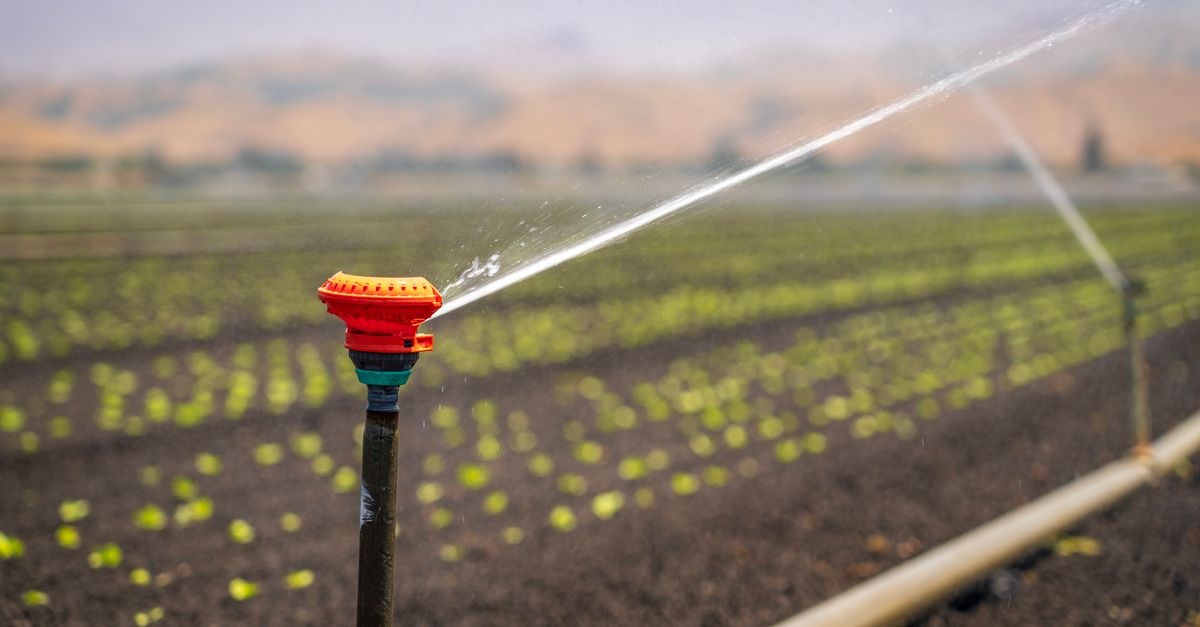 Garten bei Hitze bewässern: So bleiben Pflanzen auch an heißen Tagen frisch und gesund