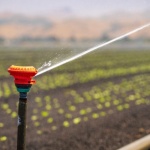 Garten bei Hitze bewässern: So bleiben Pflanzen auch an heißen Tagen frisch und gesund