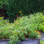 Hochbeet für den Balkon: Dein kleiner Garten mit großer Ernte
