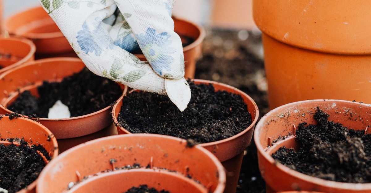 Vom Samenkorn zur Blüte: So gelingt das richtige Aussäen garantiert
