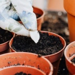 Vom Samenkorn zur Blüte: So gelingt das richtige Aussäen garantiert
