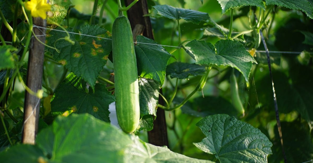 Gurken richtig anbauen: Mit diesen Tipps zur üppigen Ernte im eigenen Garten